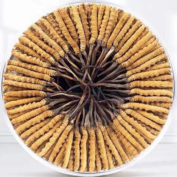 武陵冬虫夏草回收